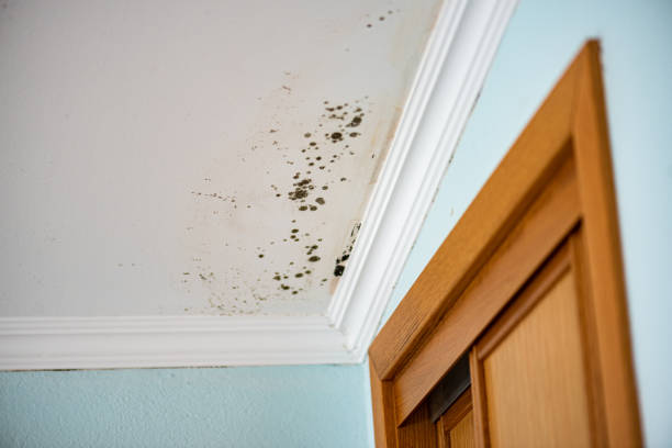 Attic Mold Removal in Glendora, NJ