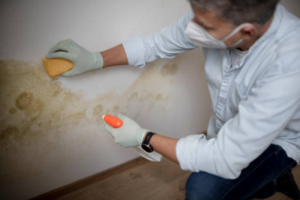 Best Mold Removal Process  in Glendora, NJ