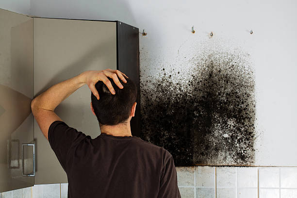 Best Commercial Mold Removal  in Glendora, NJ